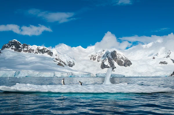 巴布亚企鹅在南极冰山 图库图片