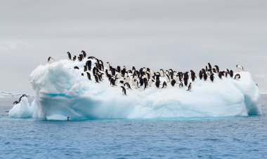 Yetişkin adele penguenler Buz Dağı üzerinde gruplandırılmış
