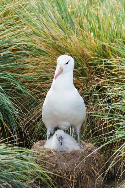 Adulto e pulcino nero browed albatross — Foto Stock