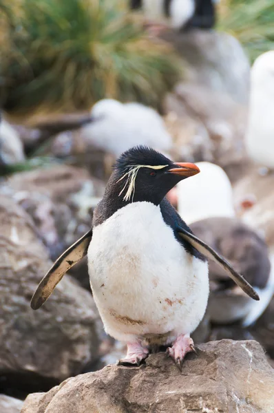 Pinguim tremonha de rocha adulto na colônia bredding — Fotografia de Stock