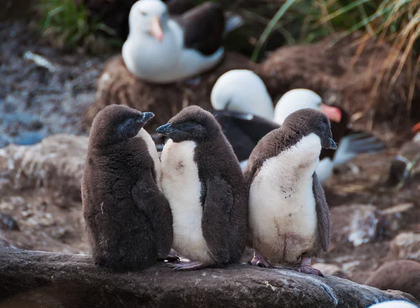 Drie rock hopper pinguïn kuikens in de rij staan — Stockfoto