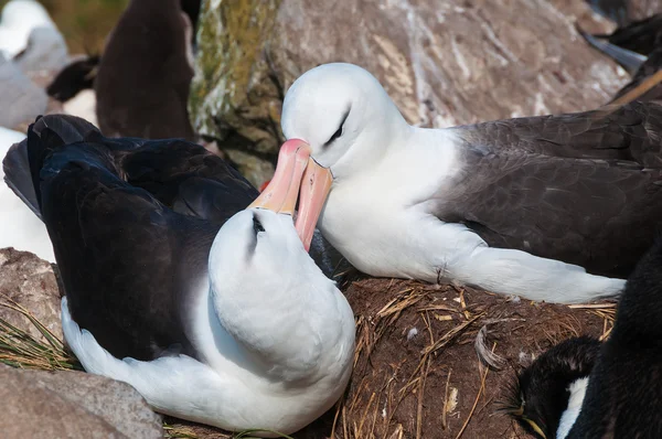 Vuxen svart browed albatross uppvaktning display — Stockfoto