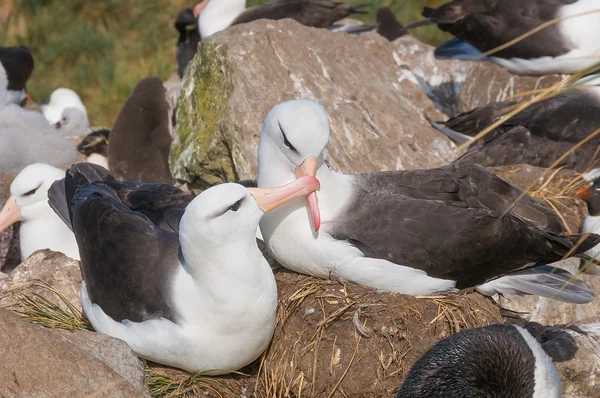 Vuxen svart browed albatross uppvaktning display — Stockfoto