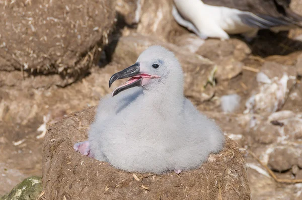 Nidificación negro frente albatros chick —  Fotos de Stock