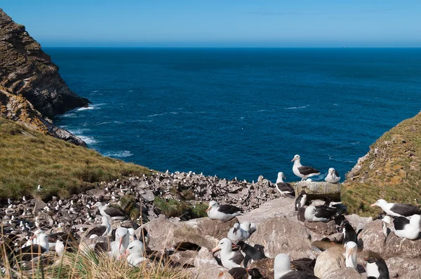 Vista al mar de la colonia reproductora de albatros — Foto de Stock