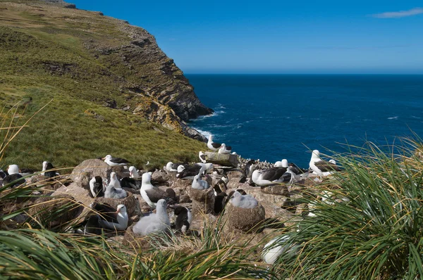 Vista al mar de la colonia reproductora de albatros — Foto de Stock