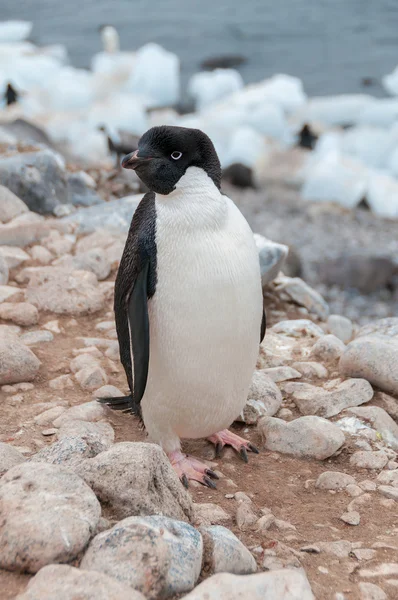 Dospělé adele tučňák stojící na pláži — Stock fotografie