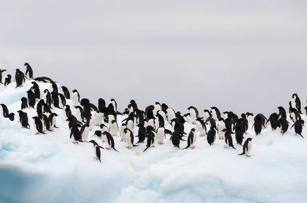 Vuxen adele pingviner grupperade på isberg — Stockfoto