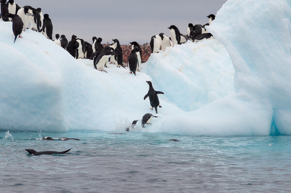Взрослые пингвины Адель, сгруппированные на айсберге
