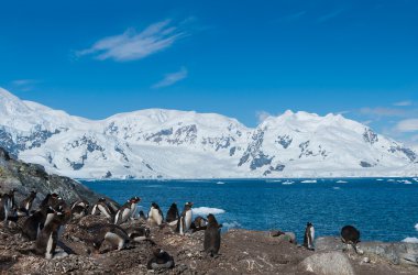  Antarctica gentoo penguins clipart