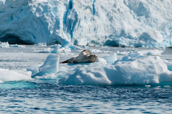 Tuleň leopardí spočívající na ledové kře Antarktida — Stock fotografie