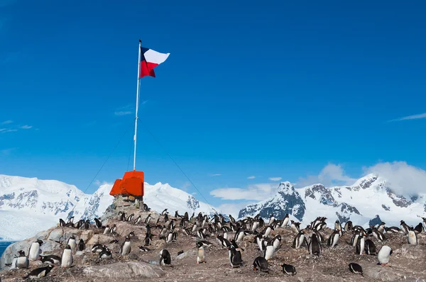 Флаг Чили под Антарктидой — стоковое фото