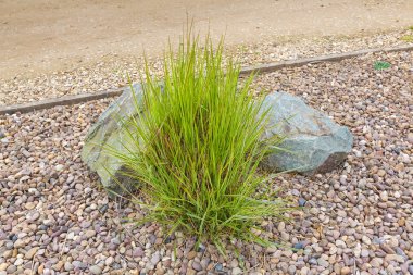 Dekoratif çim taş döşeli bahçe içinde ayarla
