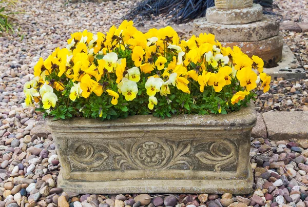 Vintern blommande penséer i sten tråg — Stockfoto