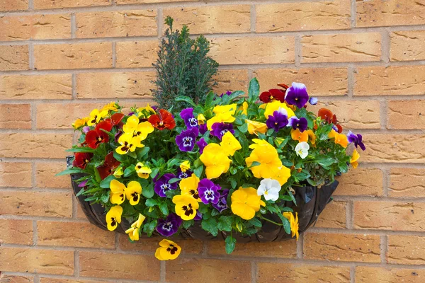 Winter and spring flowering hanging basket with trailing ivy pan — Stock Photo, Image