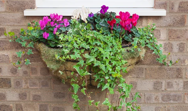 Vintern och våren blomning hängande korg med avslutande ivy cyc — Stockfoto