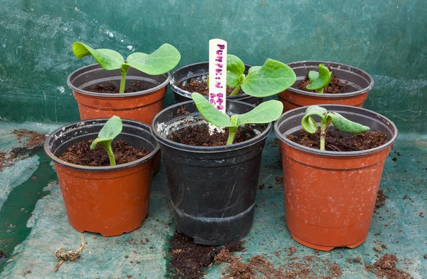 Pumpkin seedling in pot — Stock Photo, Image