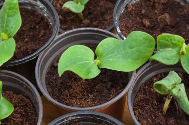 tencerede kabak fide