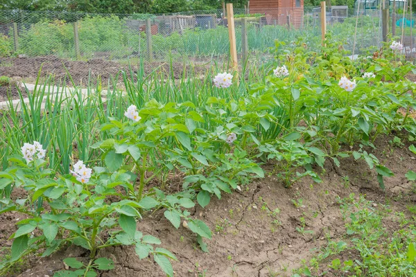Piante di patate in fiore su orto di appezzamento — Foto Stock