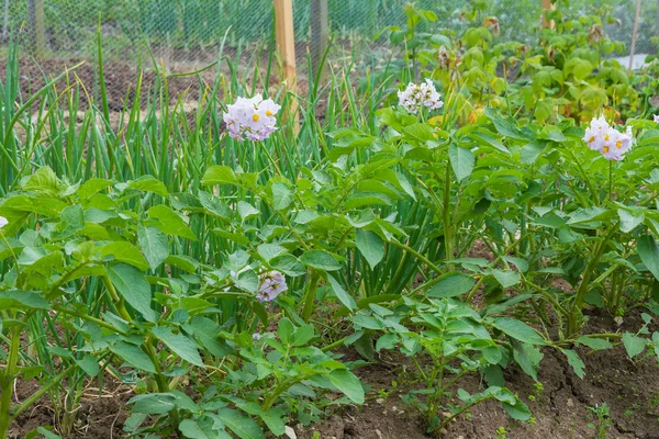 Potato plants in flower on allotment garden — Stock Photo, Image