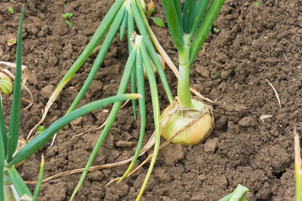 Onions in rows in a garden allotment — Stock Photo, Image