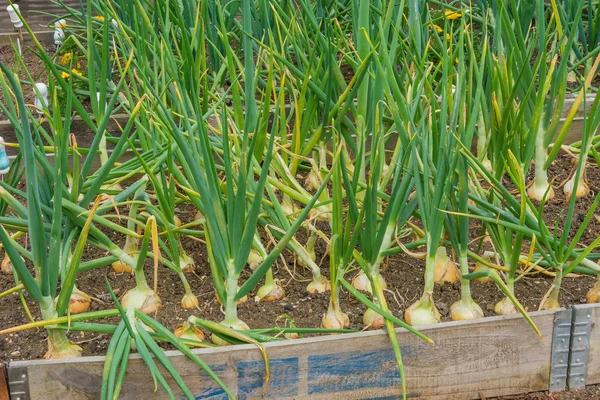 Zwiebeln, die auf einer Kleingartenanlage wachsen — Stockfoto