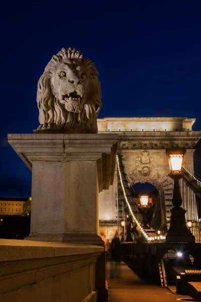 Statua del leone sul ponte a catena Budapest Ungheria di notte . — Foto Stock