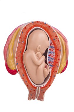 5 month old baby in the womb clipart