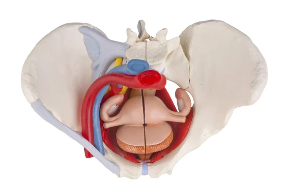 Pelvis femenina — Foto de Stock