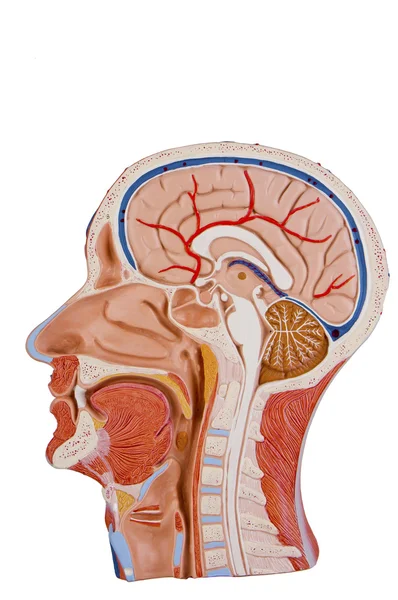 Cross Section Of Human Head — Stock Photo, Image