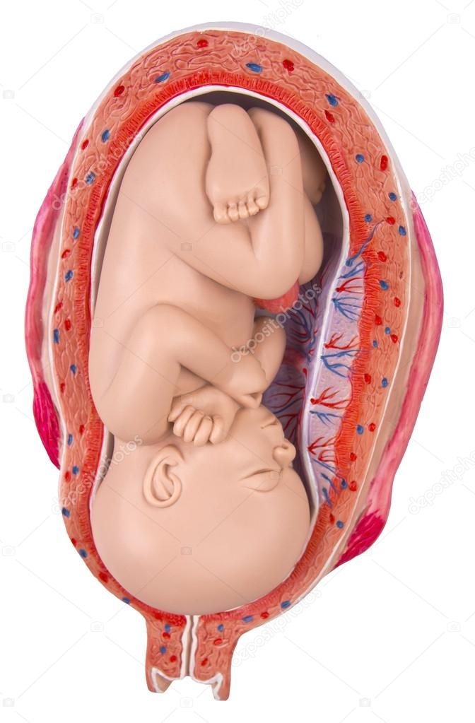 7 months old baby in the womb
