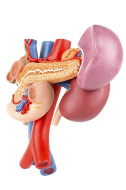 Kidney model with rear organs of the upper abdomen isolated on w clipart