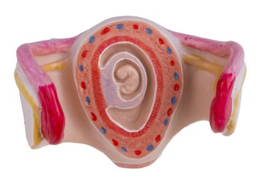 1 aylık bebeğin rahim içinde