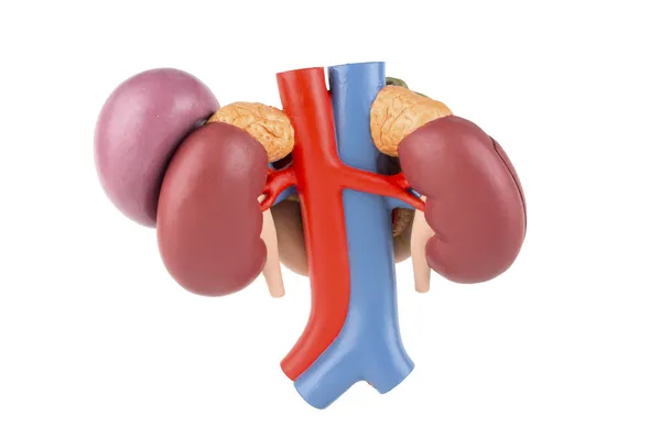 Modelo de riñón con órganos traseros del abdomen superior aislados en w — Foto de Stock