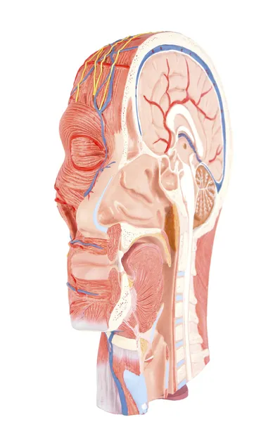 Поперечное сечение головы человека изолировано на белом — стоковое фото