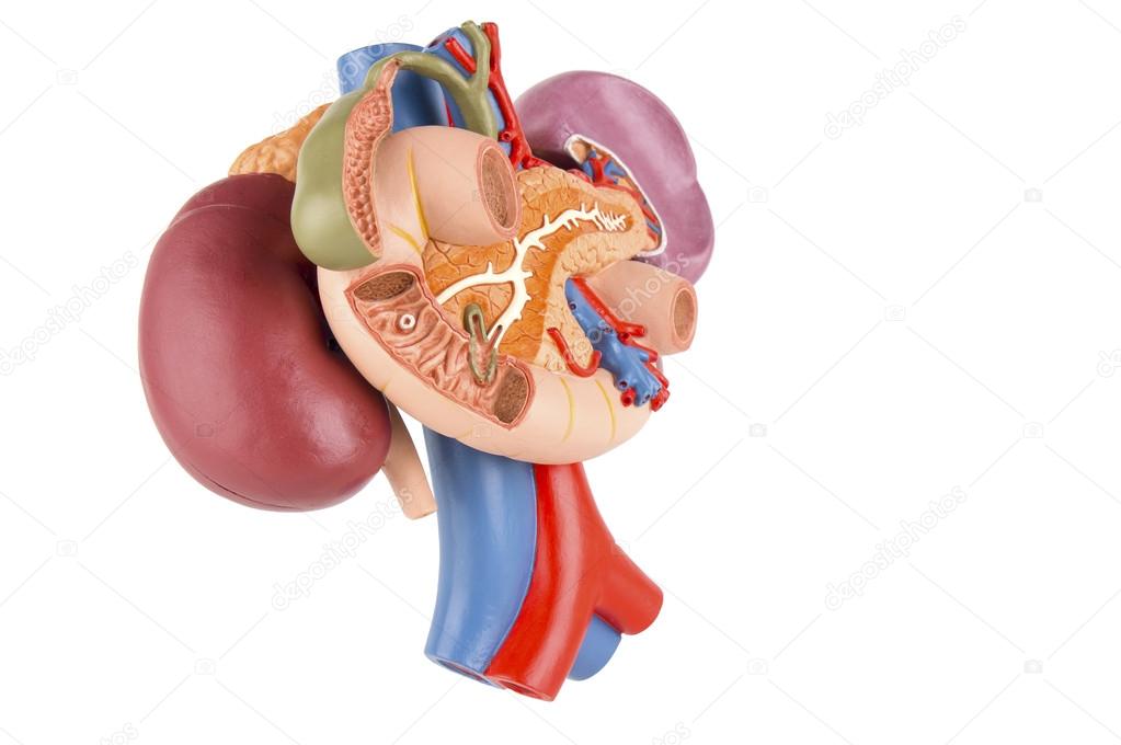 Kidney model with rear organs of the upper abdomen isolated on w