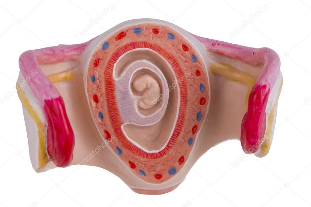 1 month old baby in the womb