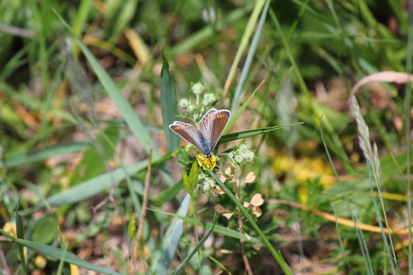 A butterfly — Stock Photo, Image