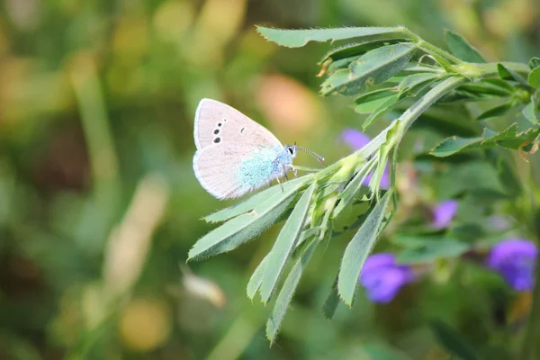 A butterfly — Stock Photo, Image