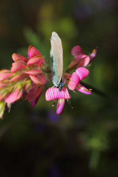 Ein Schmetterling — Stockfoto