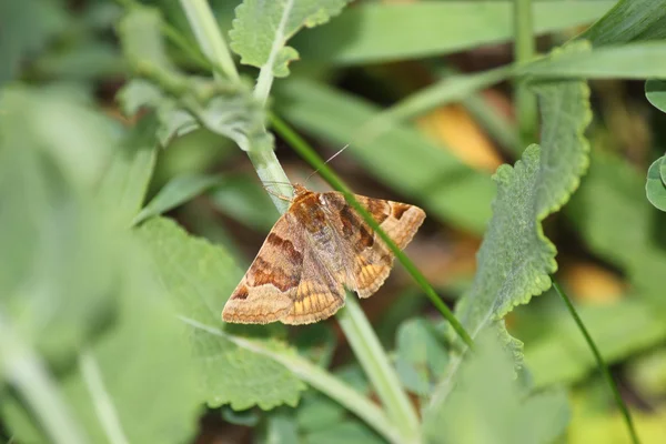 A butterfly — Stock Photo, Image