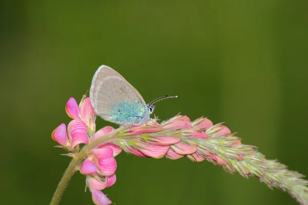 A butterfly — Stock Photo, Image