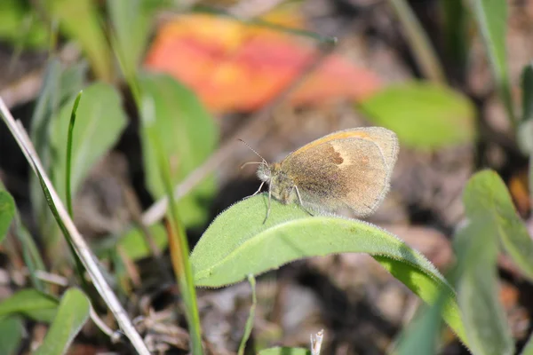 Ein Schmetterling — Stockfoto