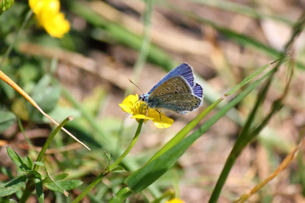 Ein Schmetterling — Stockfoto