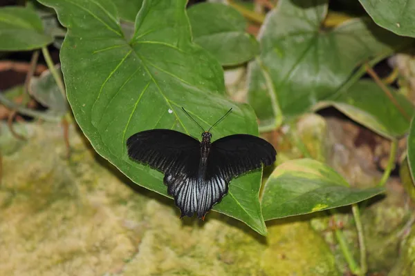 A butterfly — Stock Photo, Image