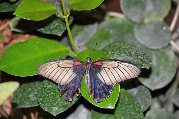 Bir kelebek — Stok fotoğraf
