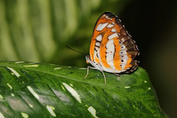 Ein Schmetterling — Stockfoto