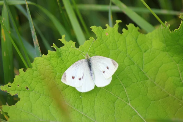 A butterfly — Stock Photo, Image