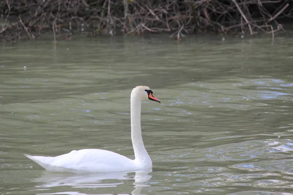 Um cisne na água — Fotografia de Stock