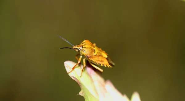 Leaf beetle — Stock Photo, Image